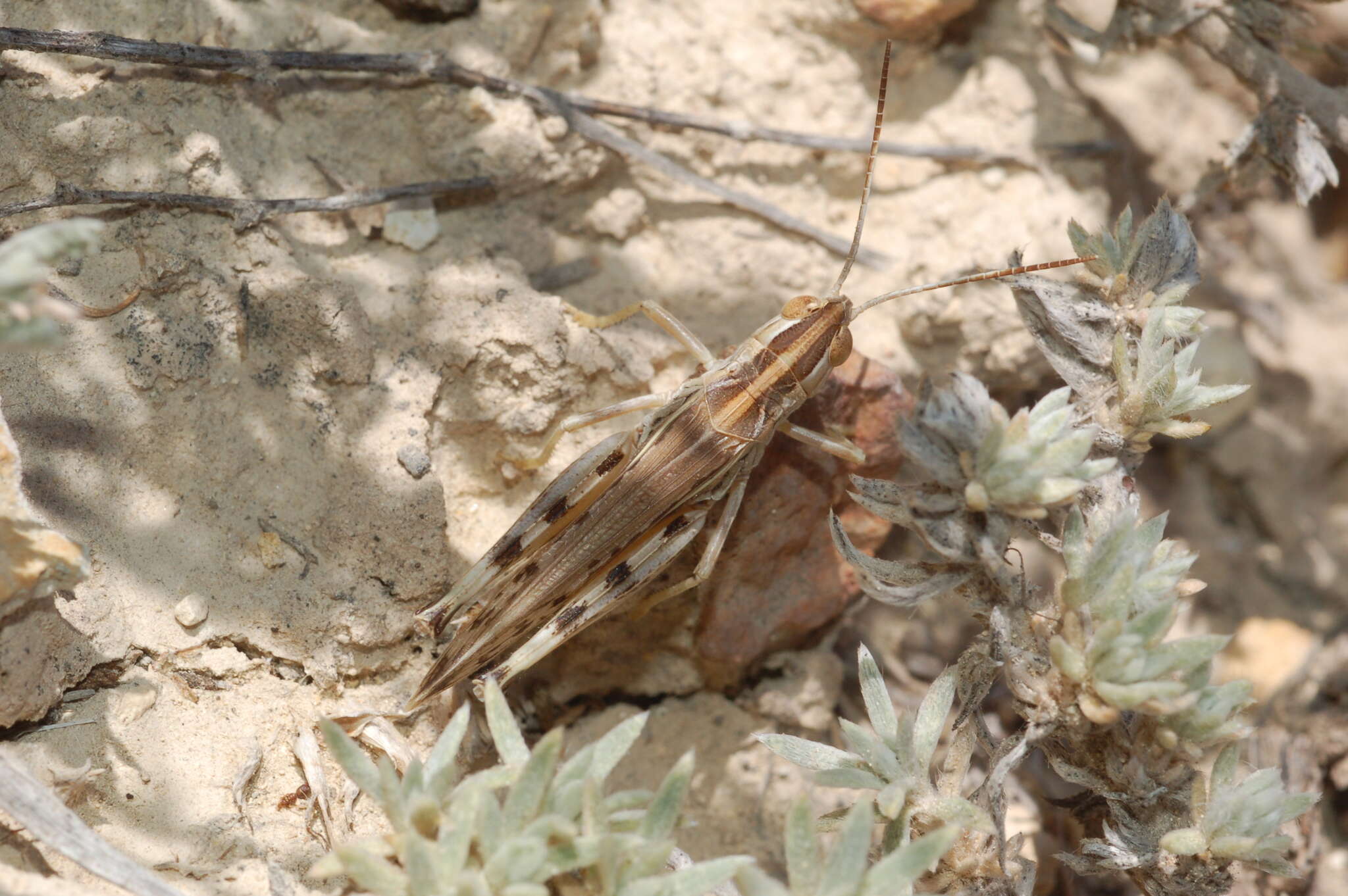 Ramburiella (Palaeocesa) turcomana (Fischer von Waldheim 1833) resmi