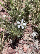 Imagem de Phlox andicola E. Nelson