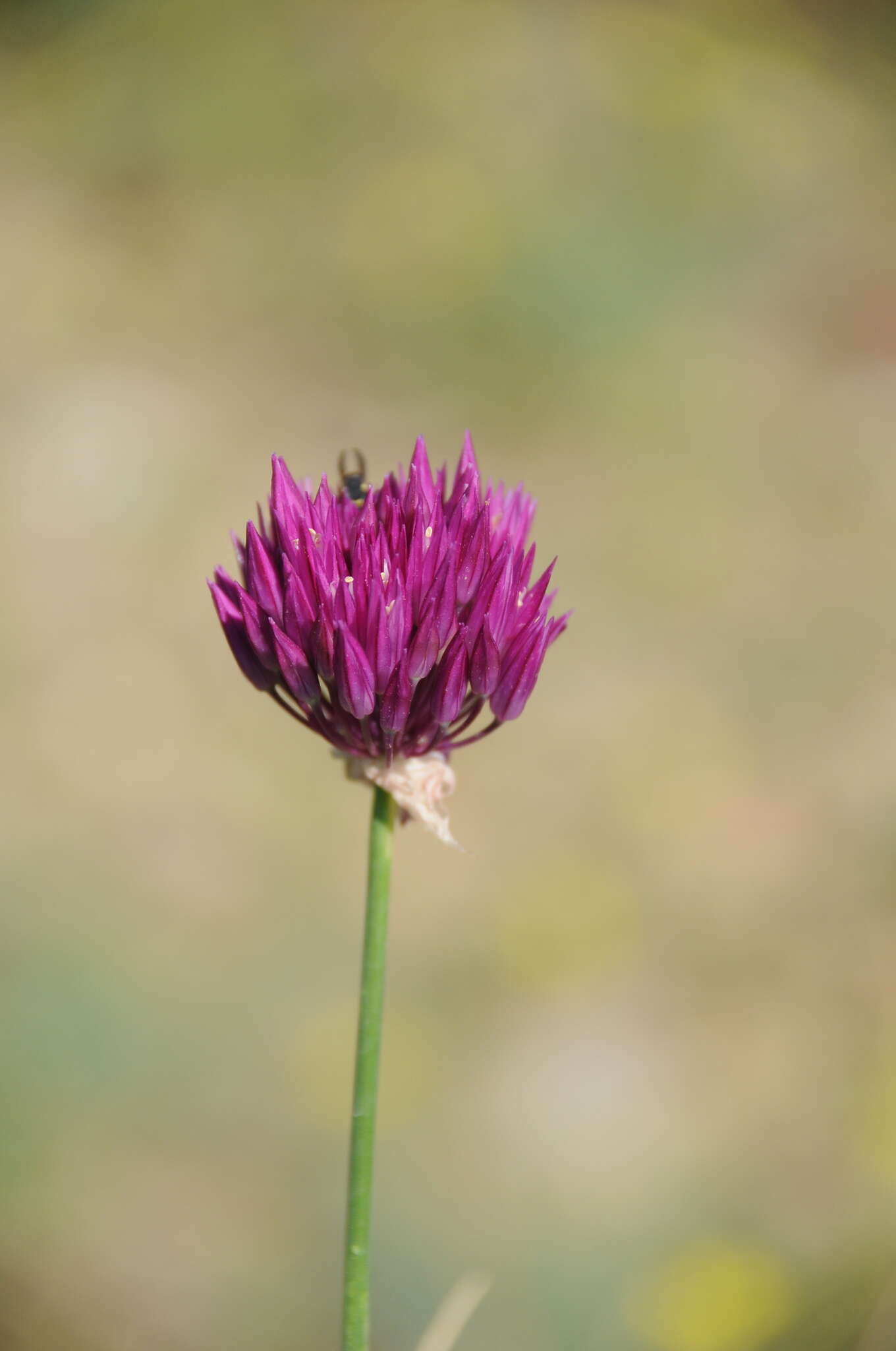 Image of Allium barsczewskii Lipsky