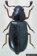 Image of Redlegged ham beetle