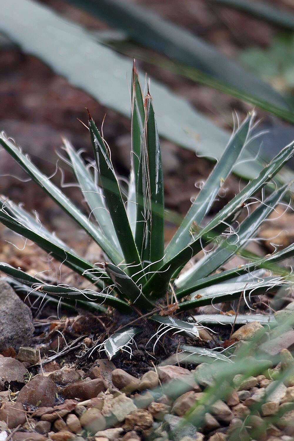 Image of smallflower century plant