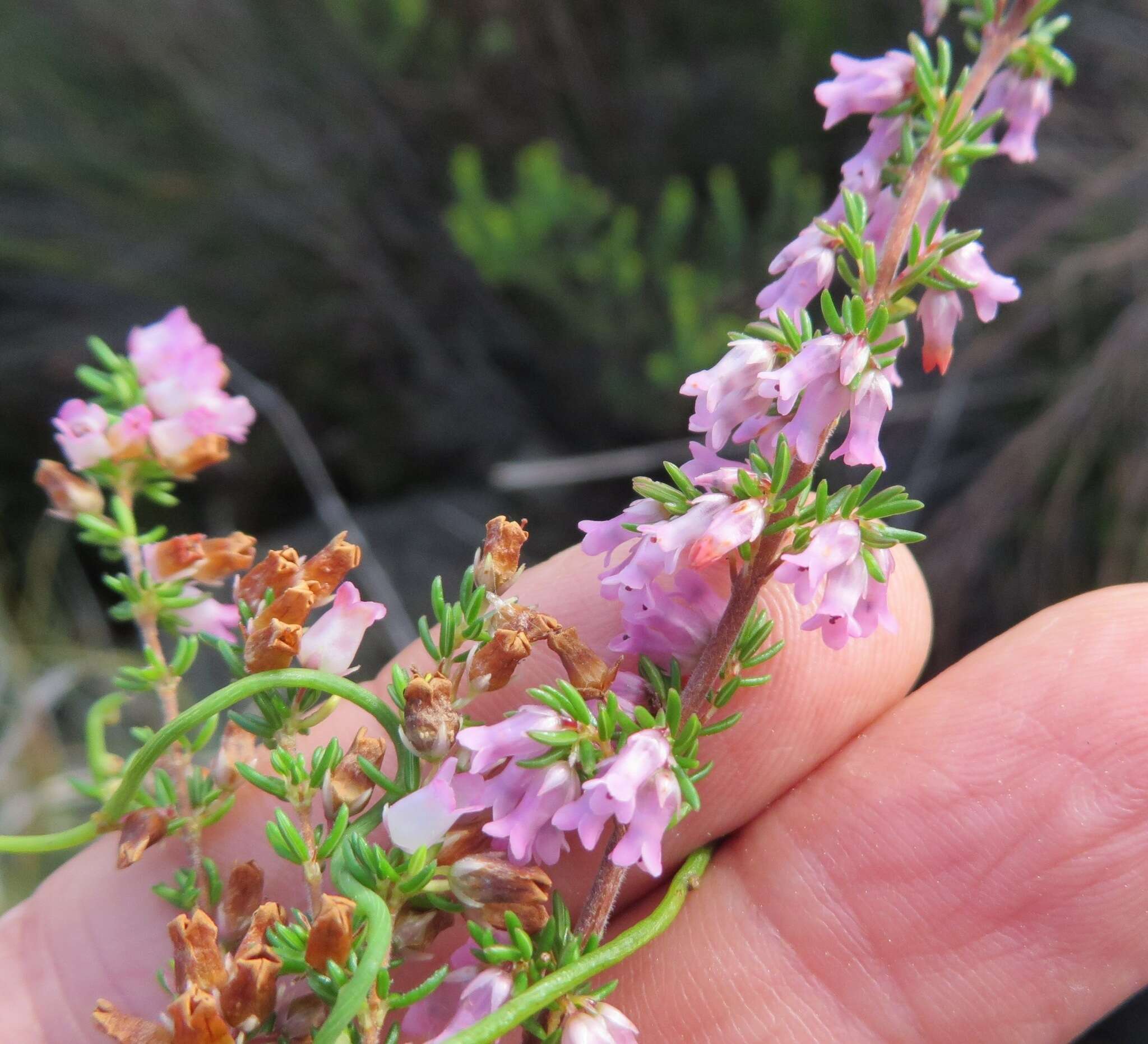 Image of Erica intervallaris var. intervallaris