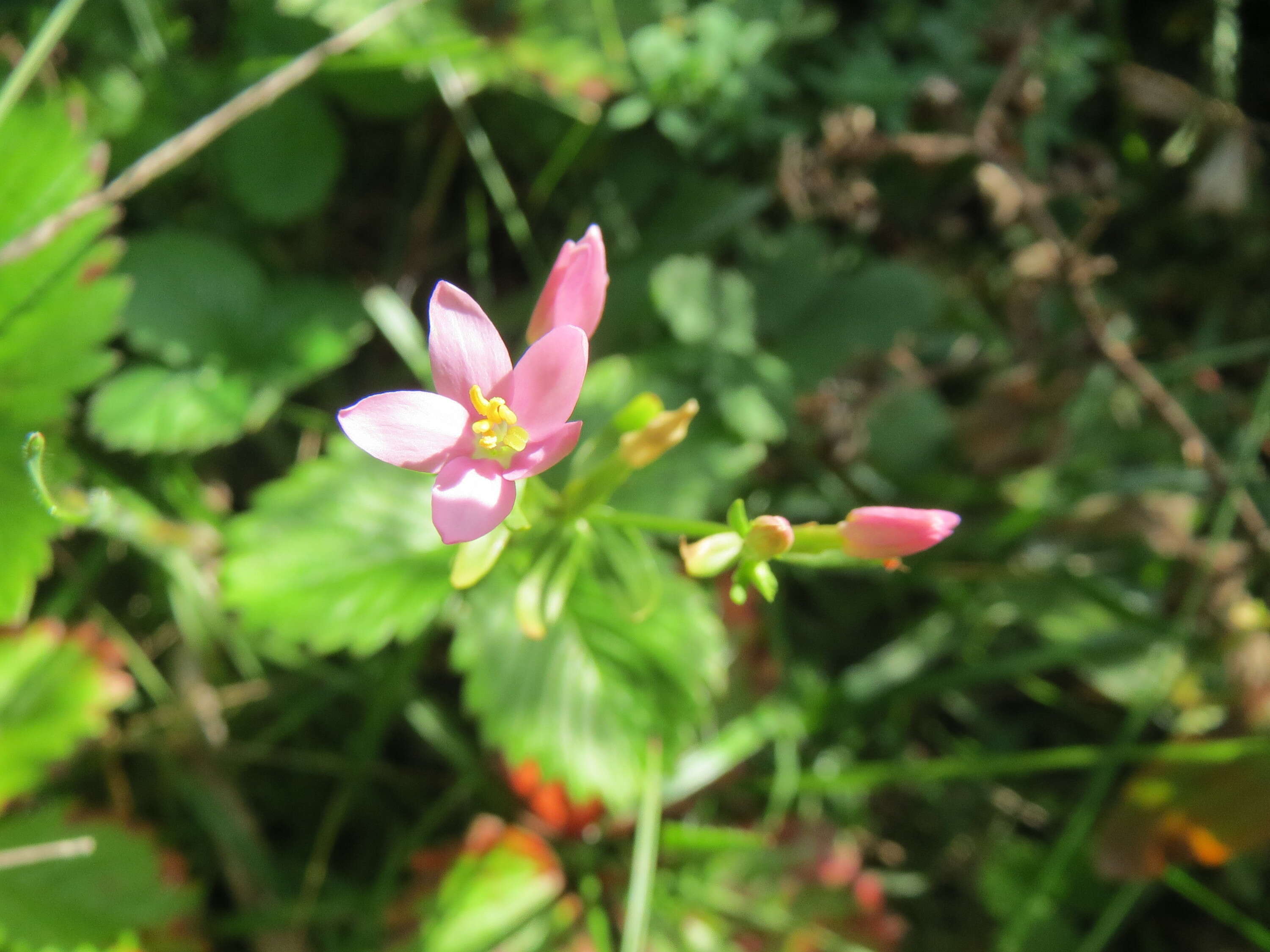 Image of Centaury