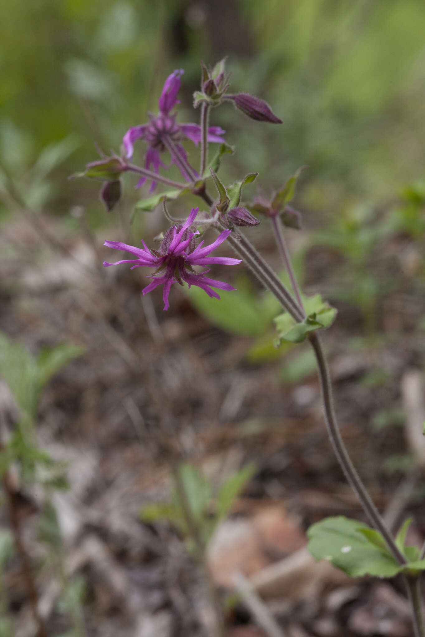 Image of Silene olgae (Maxim.) Rohrb.