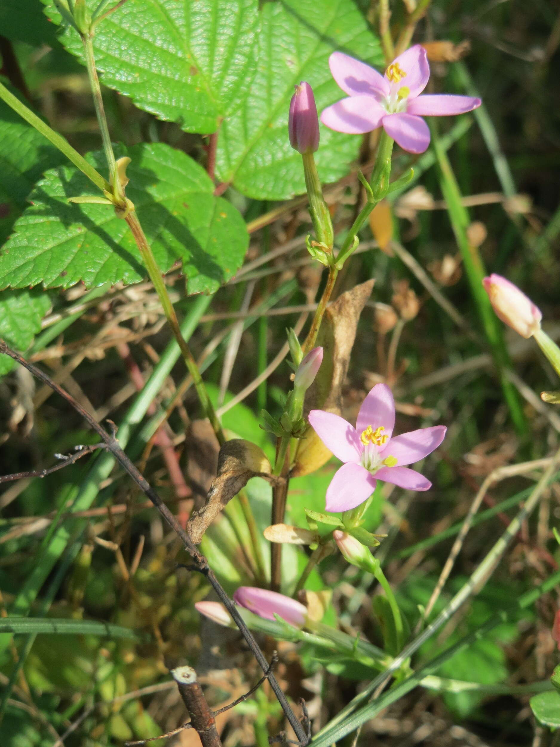 Image of Centaury