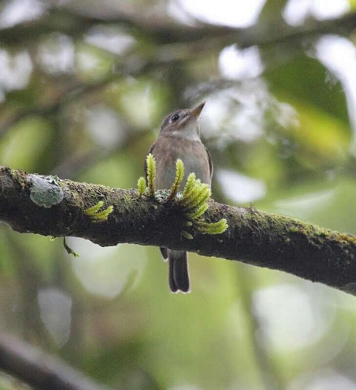 Muscicapa muttui (Layard & EL 1854) resmi