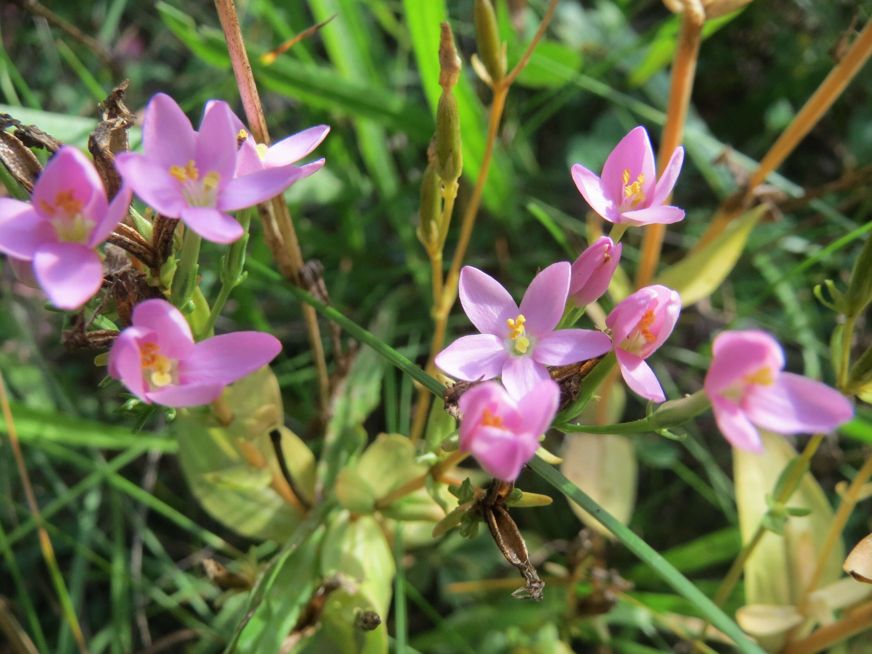 Image of Centaury