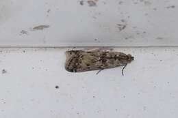 Ancylosis undulatella Clemens 1860 resmi