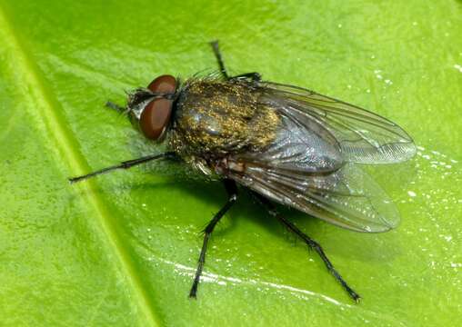 Image of Tufted cluster fly