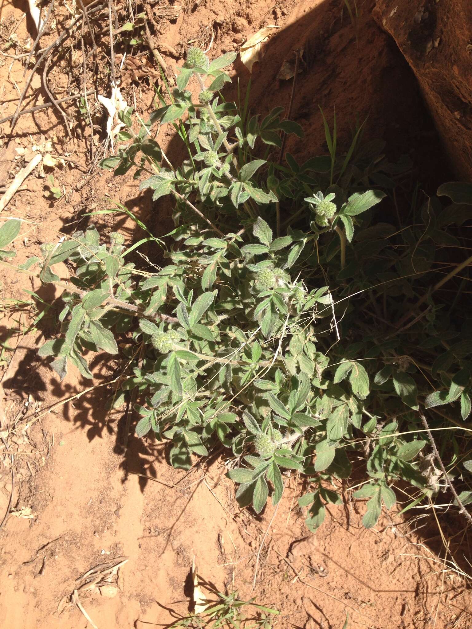 Image of Variable-Leaf Scorpion-Weed