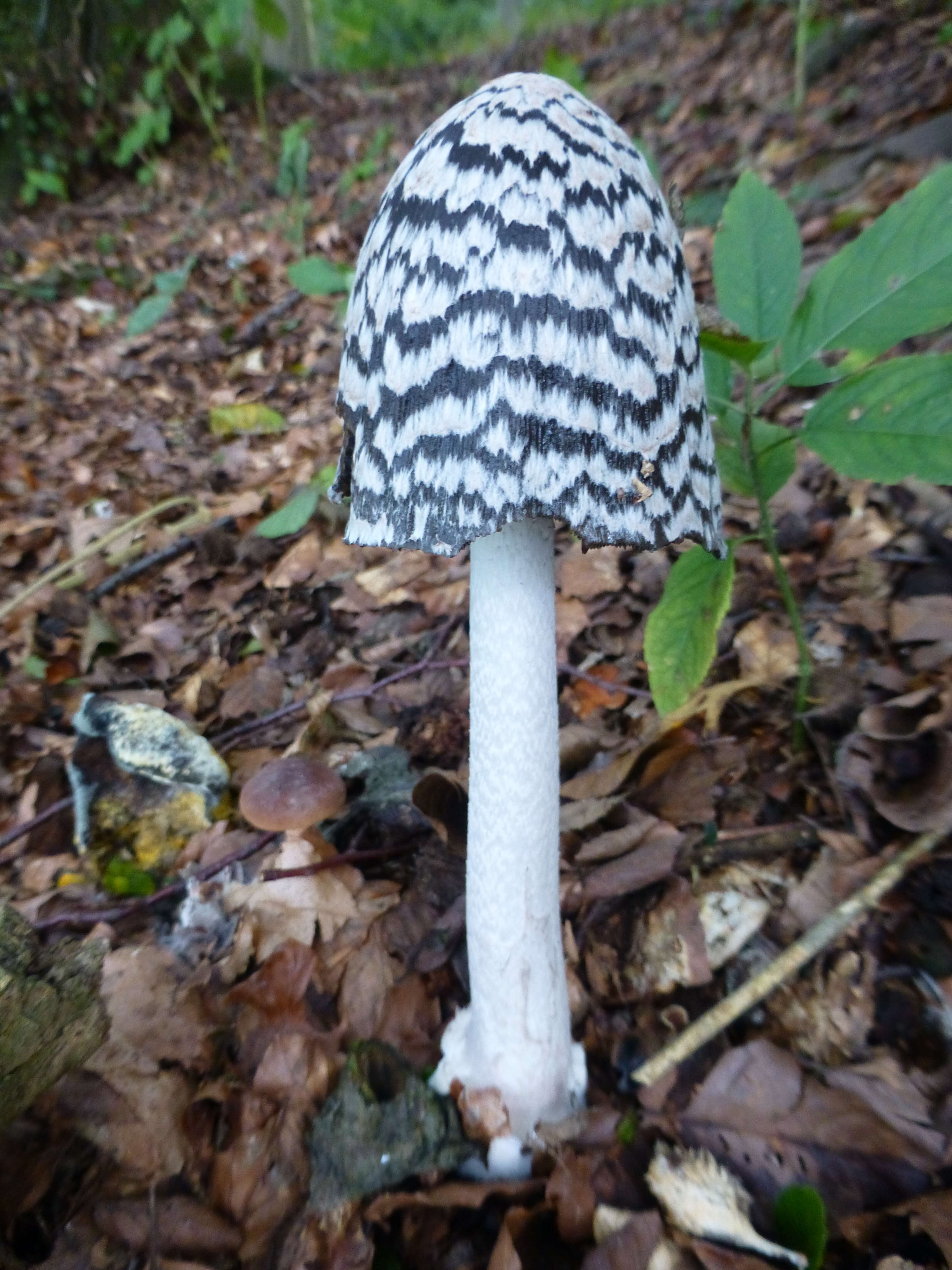 Imagem de Coprinopsis picacea (Bull.) Redhead, Vilgalys & Moncalvo 2001