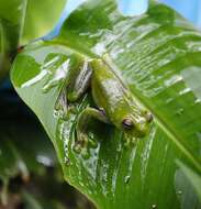 Image of Palmer's Treefrog