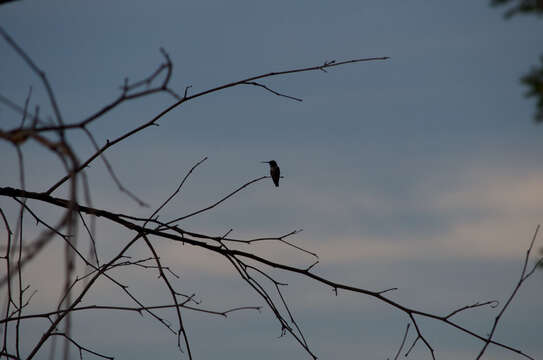 Image of Black-chinned Hummingbird