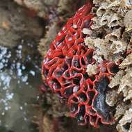 Image de bryozoaire orange vif à points noirs