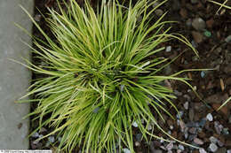 Image of Dwarf Sedge