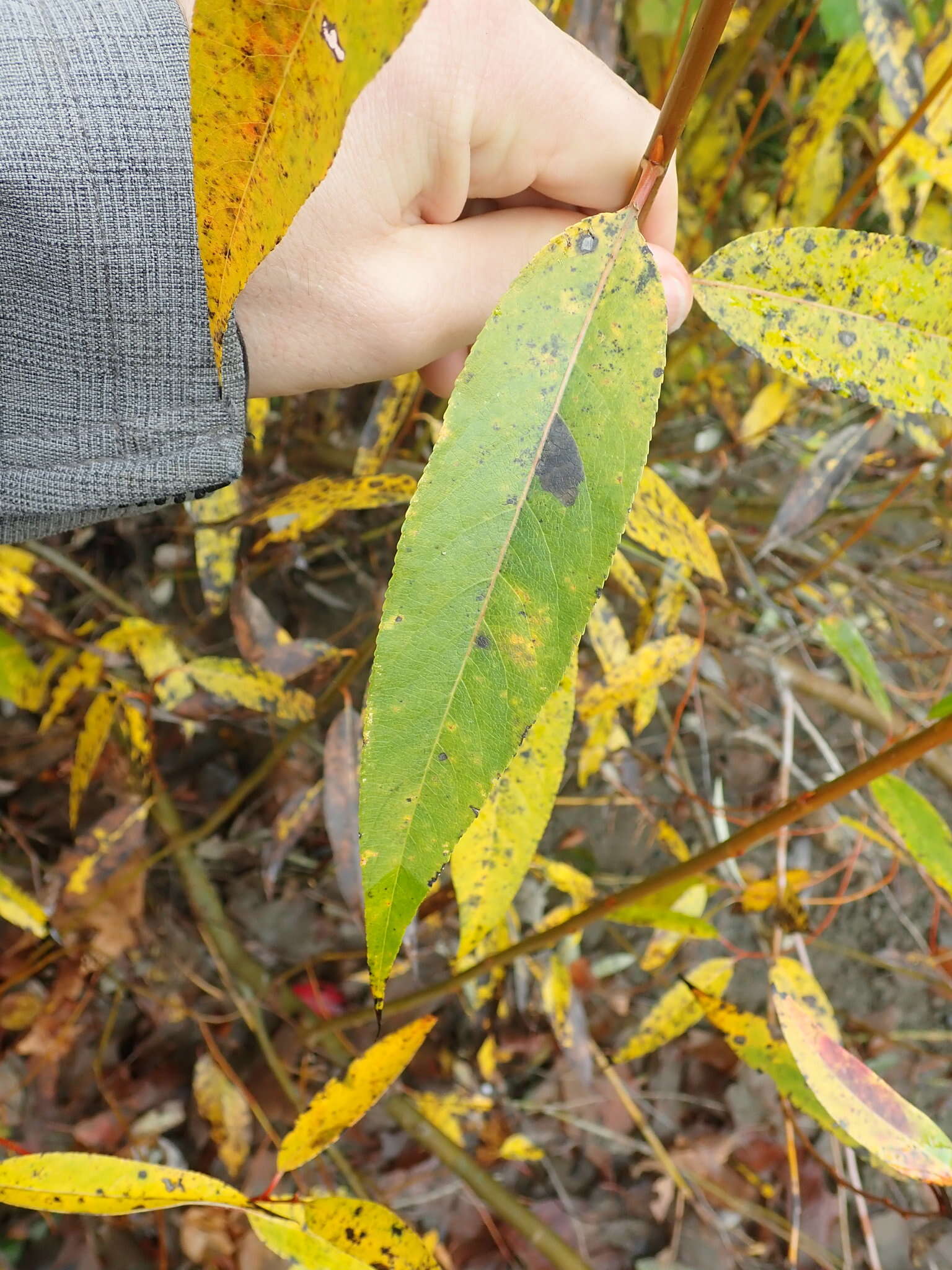 Image of Salix lasiandra var. lasiandra