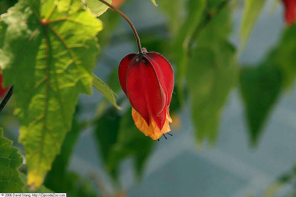 Image of trailing abutilon