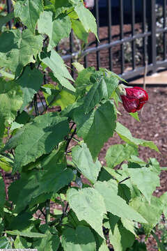 Image of Painted indian mallow