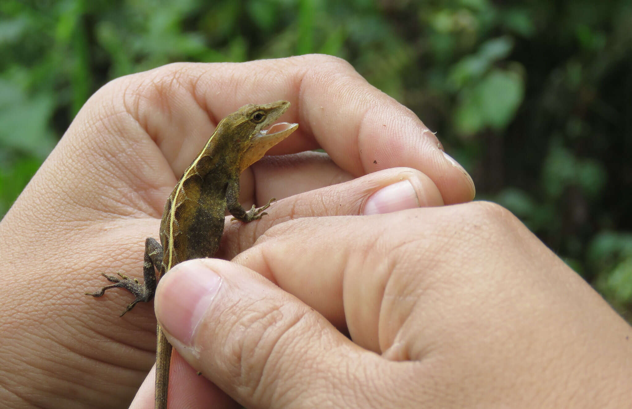 Image of Anolis rubribarbaris (Köhler, Mccranie & Wilson 1999)