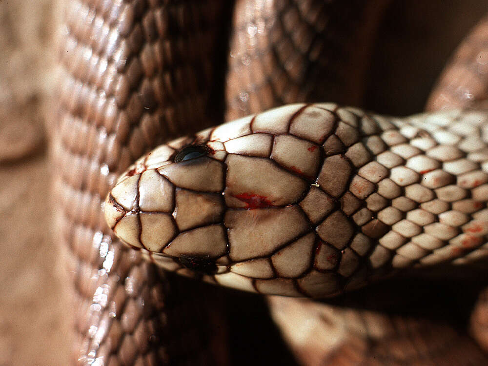 Image of Egyptian Cobra