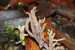 Image of Clavulina tasmanica (Berk. ex Cooke) Corner 1950