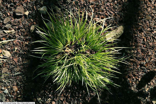 Image of Dwarf Sedge