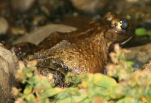 Image of American Bullfrog