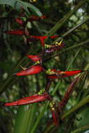 Image of Heliconia tortuosa Griggs