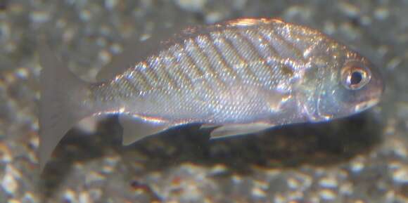 Image of Leiostomus