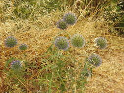 Image of Echinops strigosus L.