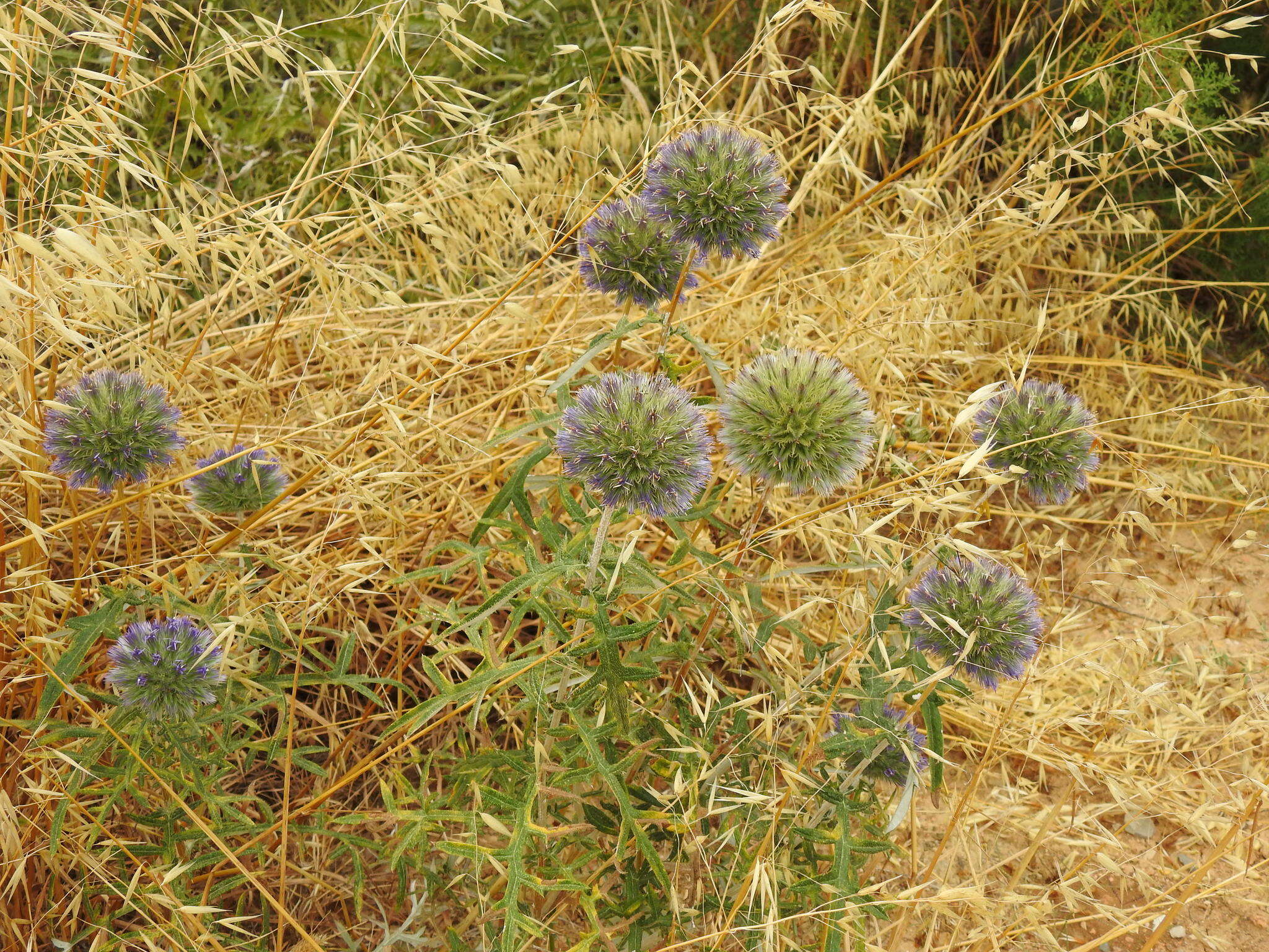 Image of Echinops strigosus L.