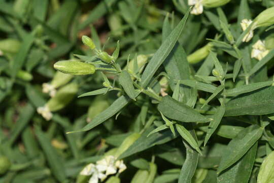 Image of Silene procumbens Murr.