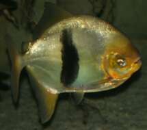 Image of Disk tetra