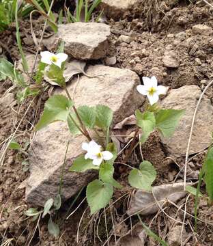 Imagem de Viola canadensis var. scopulorum A. Gray