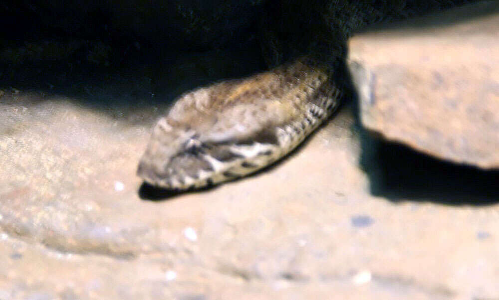 Image of Northern death adder