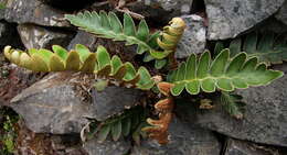 Imagem de Asplenium aureum Cav.