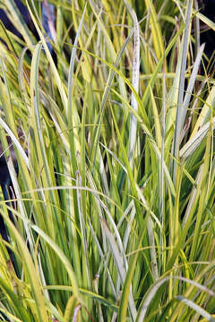 Image of Dwarf Sedge