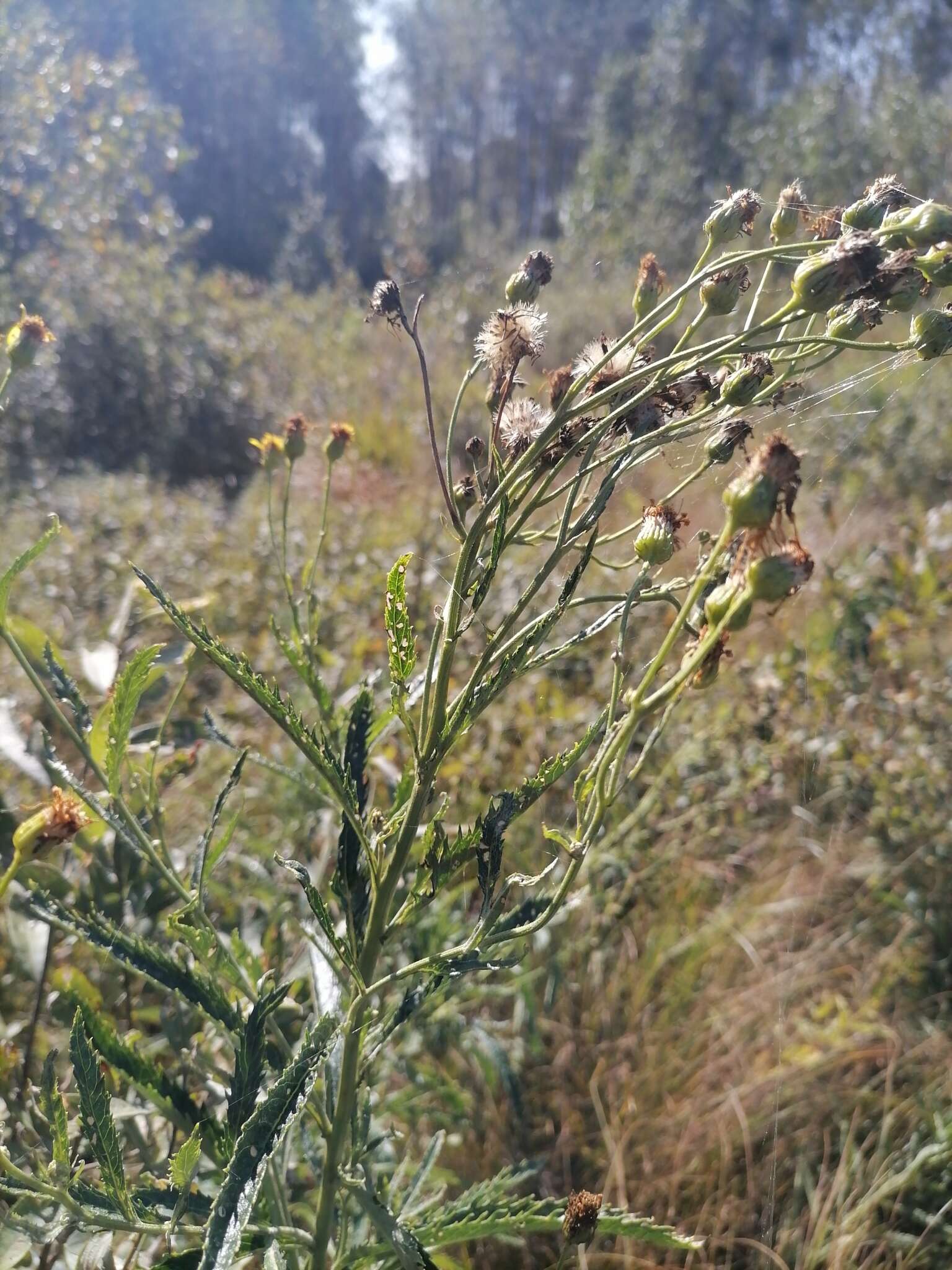 Imagem de Jacobaea paludosa subsp. paludosa