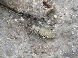 Plancia ëd Cicindela (Cicindelidia) trifasciata sigmoidea Le Conte 1851