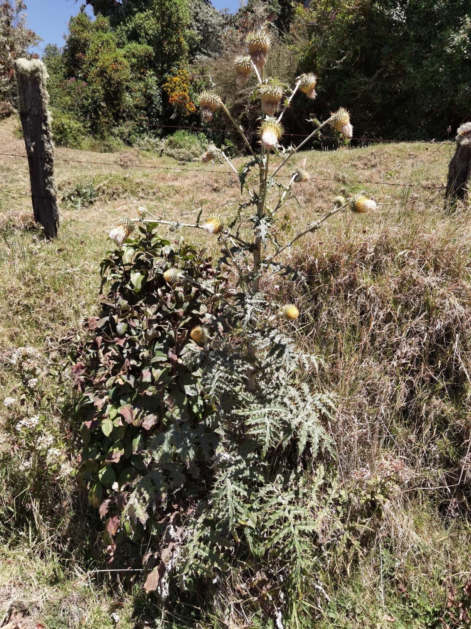 Imagem de Cirsium subcoriaceum (Less.) Sch. Bip. ex Seem.