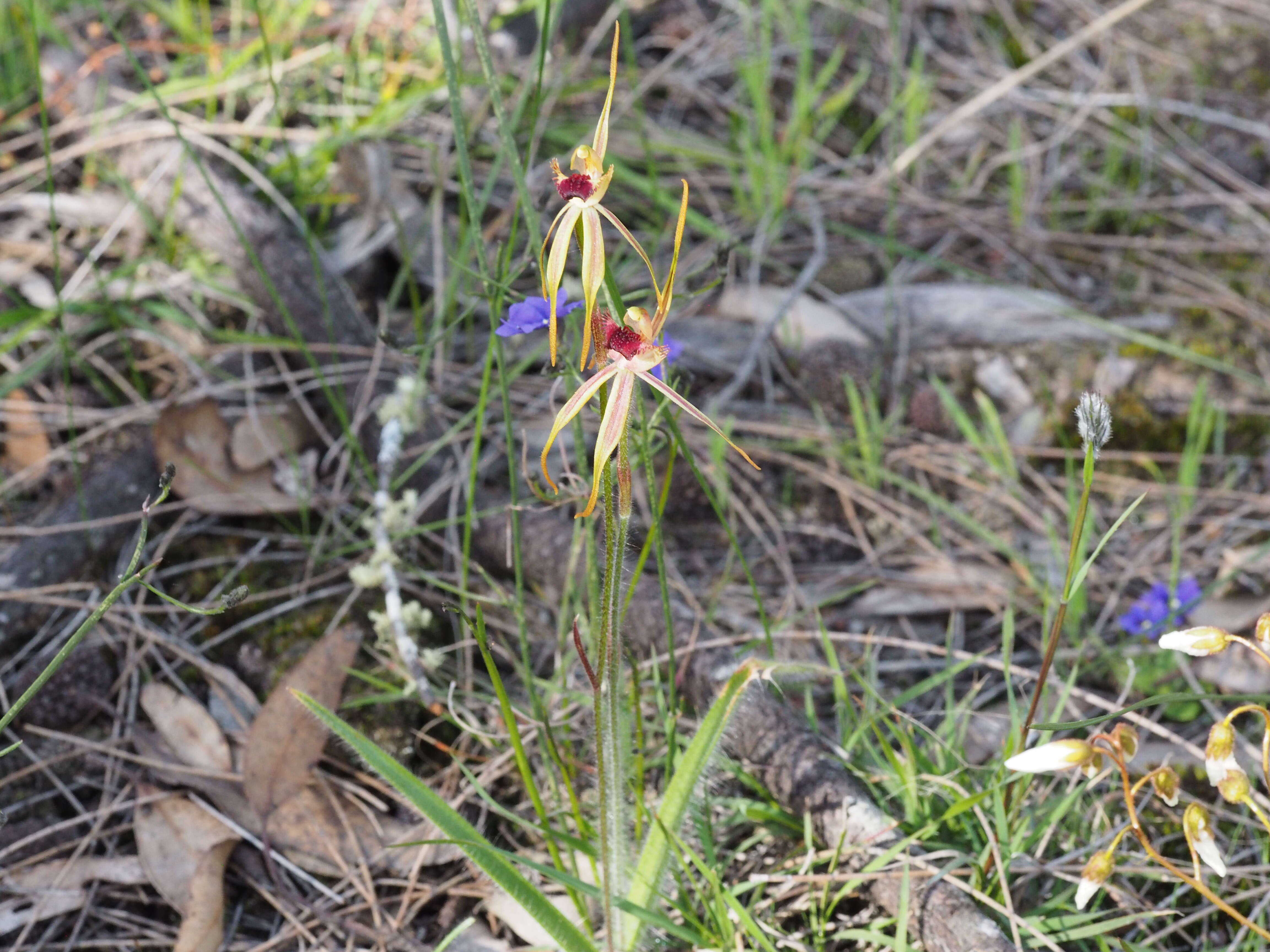 Image of Clubbed spider orchid