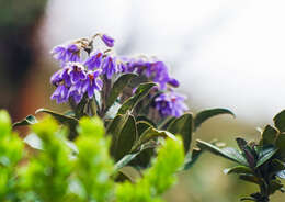 Image of Solanum stenophyllum Humb. & Bonpl. ex Dun.