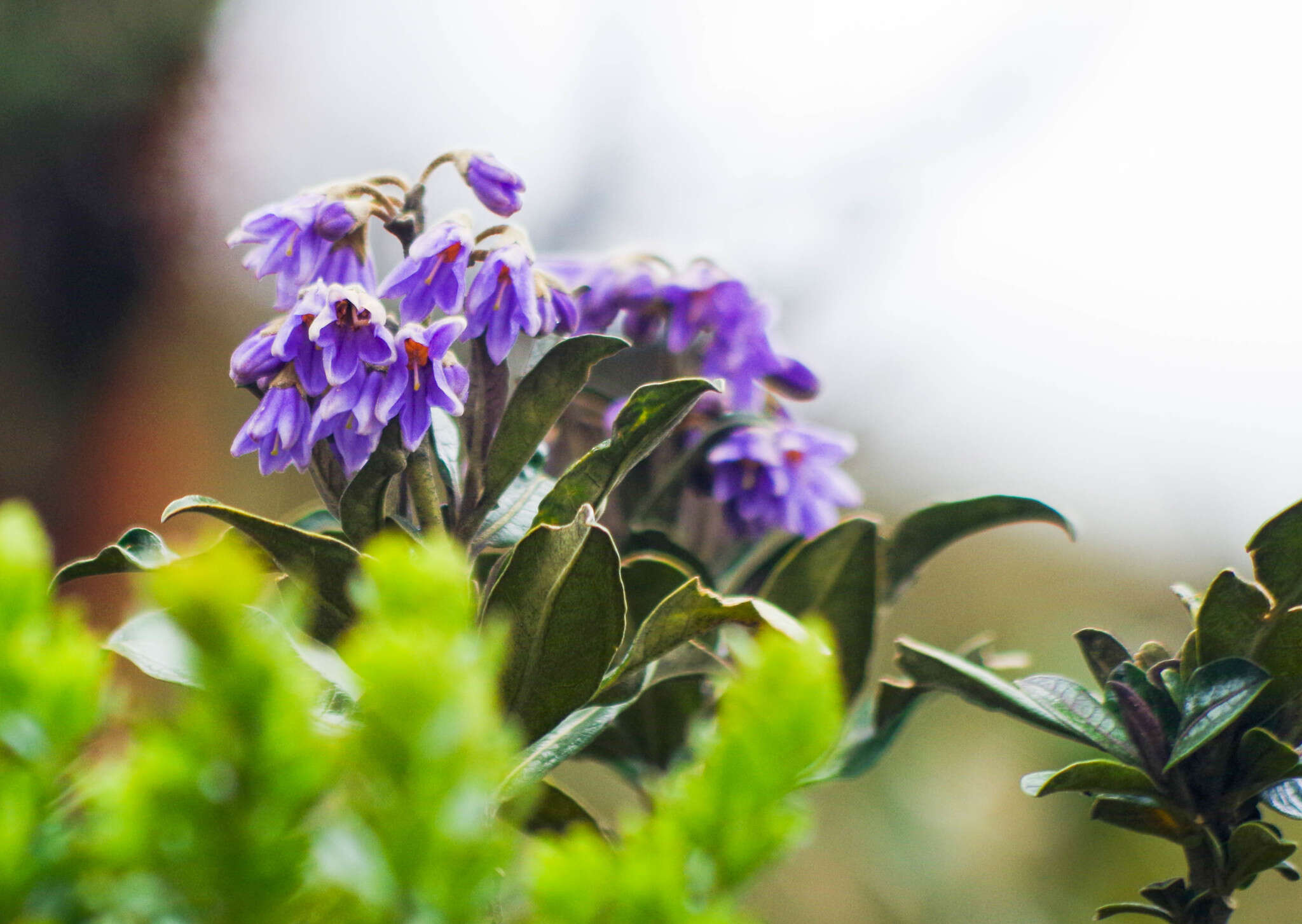 Image of Solanum stenophyllum Humb. & Bonpl. ex Dun.