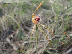 Image of Clubbed spider orchid