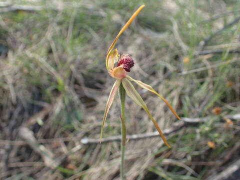 Image of Clubbed spider orchid