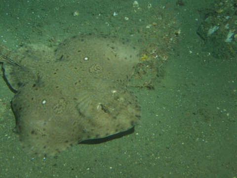 Image of Pacific Starry Skate