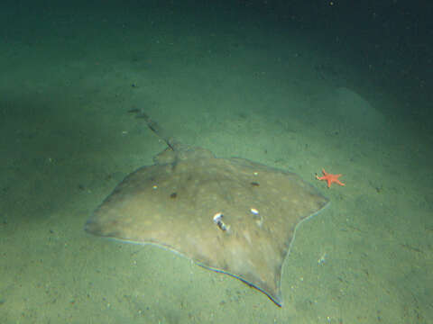 Image of Longnose Skate