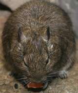 Image of degu