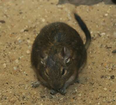 Image of degu