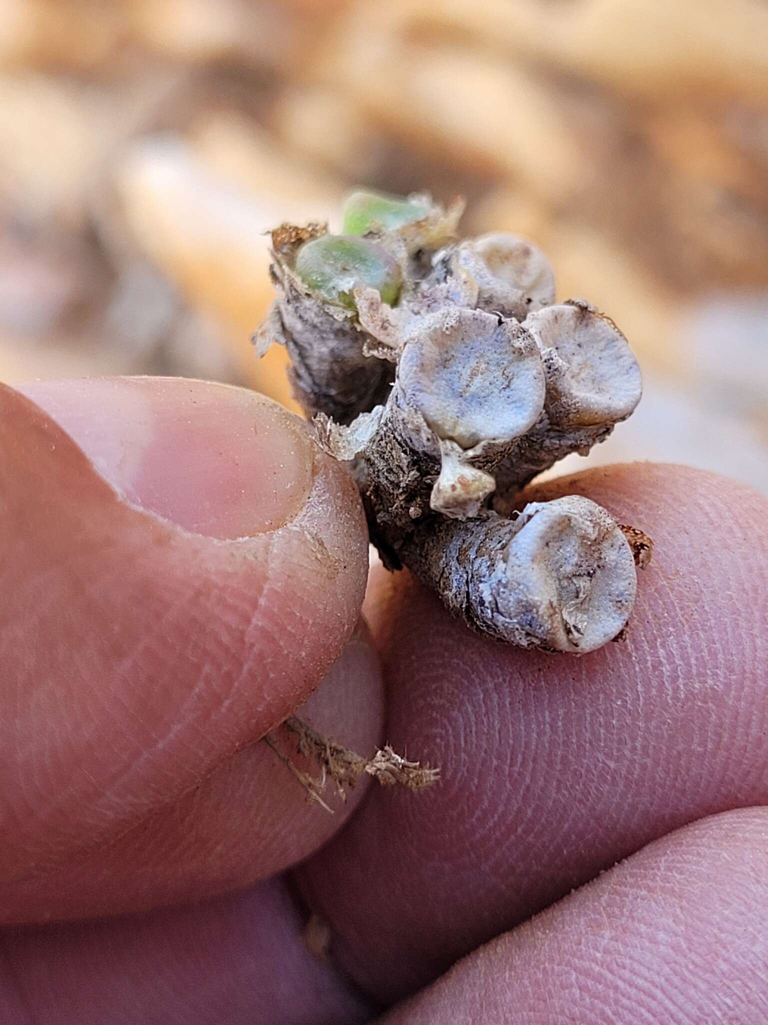 Image of Conophytum bolusiae Schwant.